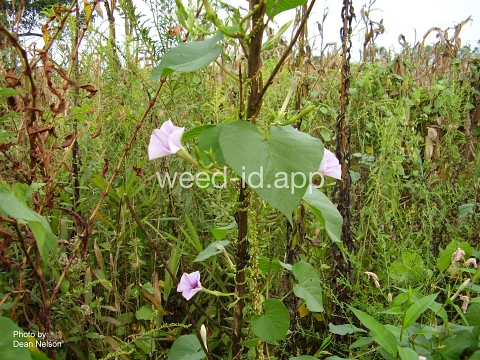 moonflower, purple